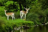 Deer, deer! (10472)
