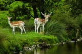 Deer, deer! (10399)