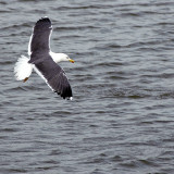 Black-backed gull (3604)