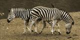 Zebras crossing!