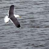 Black backed gull