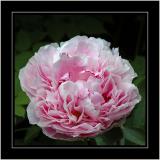 Crinkly pink rose at the white house, near Windermere, Cumbria