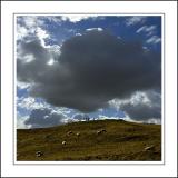 Sheep and cloud! Near Abbotsbury