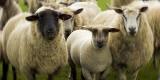 Sheep ~ rustlin'!
