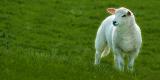 Lone lamb, near Chantmarle
