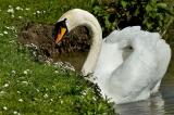 Swanning around Kingston Maurwood