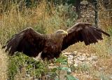 Golden eagle spreads its wings, Benalmadena (2223)
