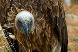 The look! Vulture, Benalmadena