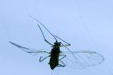 Insect in web, own garden, Martock