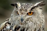 Eagle owl, Benalmadena