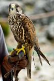 Saker falcon, Benalmadena