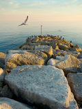 Rocks and gull, West Bay