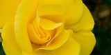 Yellow rose, Lanhydrock, Cornwall
