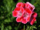 Pink geraniums, Lytes Cary Manor (3189)