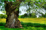 Old tree and oil seed