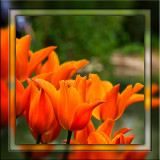 Orange tulips (2039)