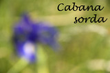 Cabana Sorda