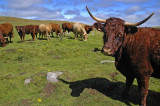 Cantal - Vache de Salers