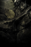 Abandonne
