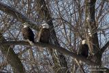 Bald Eagle trio