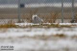Snowy Owl - MSP airport