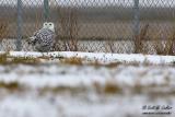 Snowy Owl - MSP airport