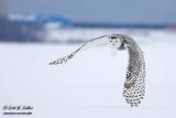 Snowy Owl - Saint Vailler, Quebec