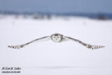 Snowy Owl - Saint Vailler, Quebec