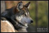 Mexican Wolf - Minnesota Zoo