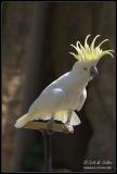 Sulphur-crested Cockatoo - Minnesota Zoo