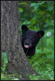 Black bear - MN  (June 2006)