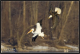 American white pelican and bald eagle