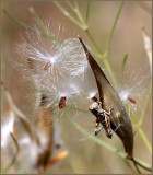 Milkweed