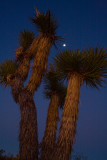 Joshua Tree