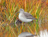 _NW80447 Stilt Sandpiper ~ Winter Plumage