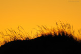 _NW81860 Dunes at Sunset