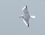 _NW82743 Bonapartes Gull in Flight