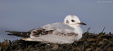 _NW83154 Bonapartes Gull Juvenile.jpg