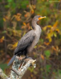 _NW83377 Double Crested Cormorant.jpg