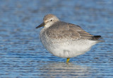 _NW83517 Red Knot.jpg