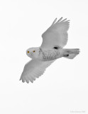 _NW83938 Snowy Owl in Flight.tif