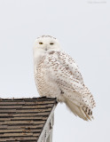 _NW85113 Snowy Owl Plymouth Long Beach.jpg