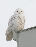 _NW85133 Snowy Owl Plymouth Long Beach.jpg