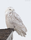 _NW85165 Snowy Owl Plymouth Long Beach.jpg
