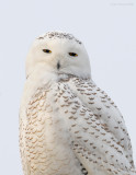 _NW85288 Snowy Owl Plymouth Long Beach.jpg