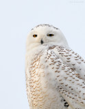 _NW85314 Snowy Owl Plymouth Long Beach.jpg