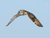 _NW86462 Short Eared Owl in Flight