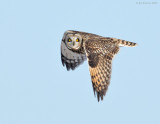 _NW86525 Short Eared Owl in Flight