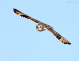 _NW86586 Short Eared Owl in Flight