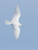 _NW97848 Ivory Gull In Flight